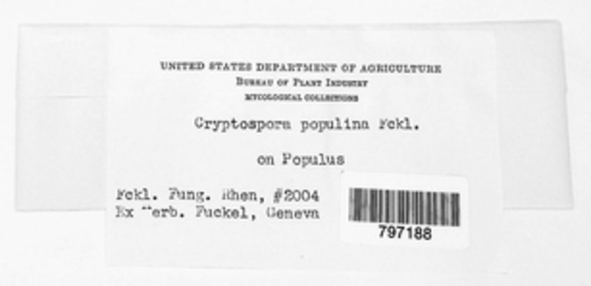 Cryptospora populina image